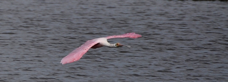 spoonbills